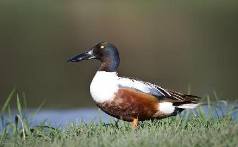 Northern Shoveler