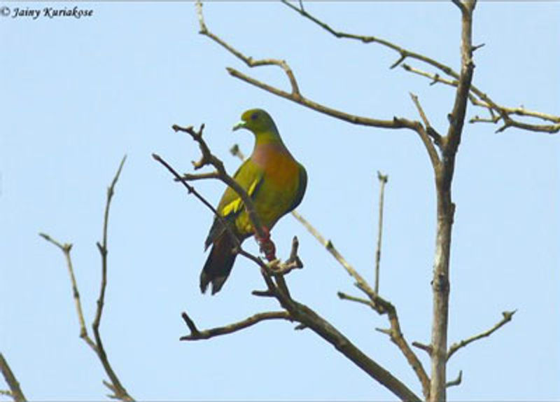 Orange breasted Green Pigeon