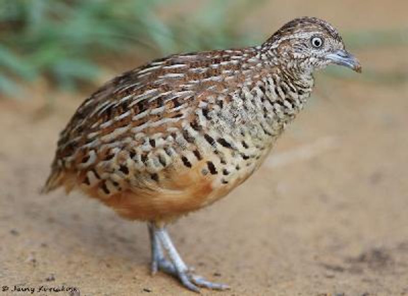 Barred Buttonquail