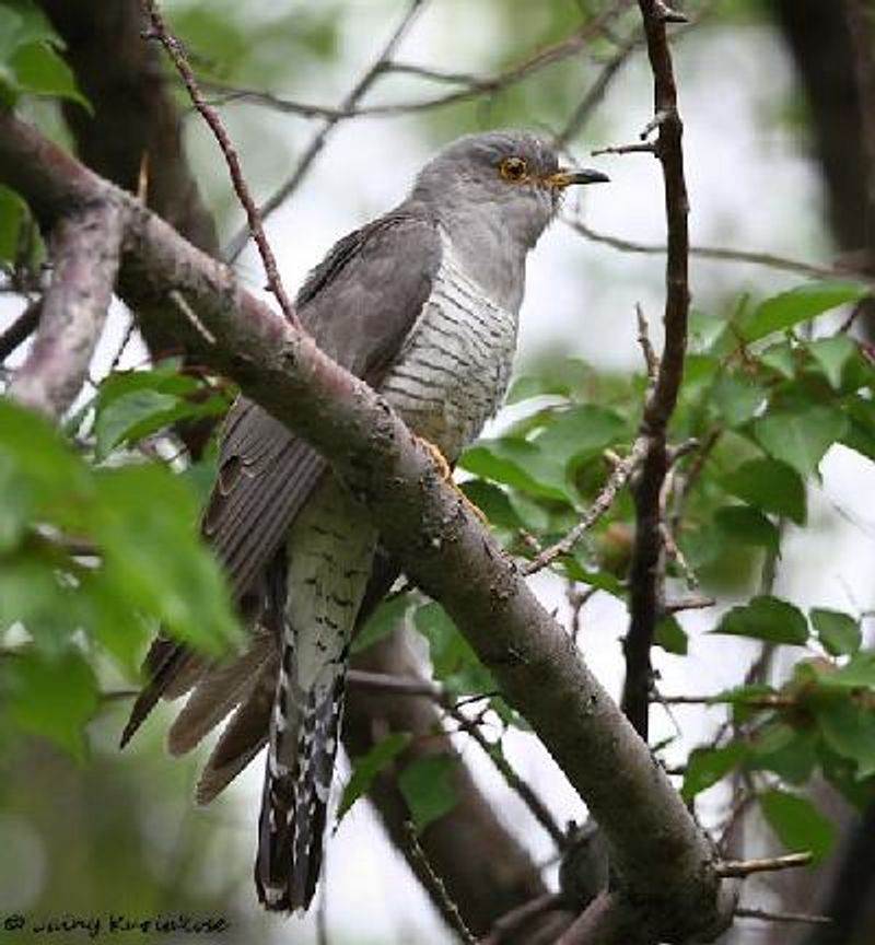 Common Cuckoo