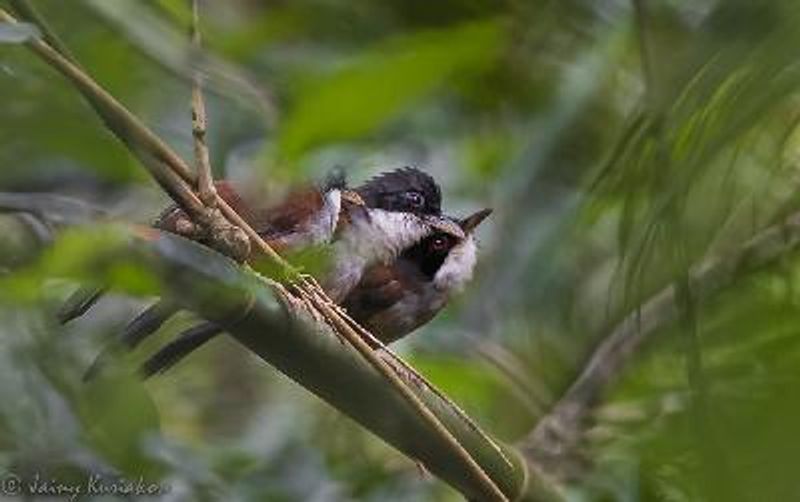 Wynaad Laughing thrush