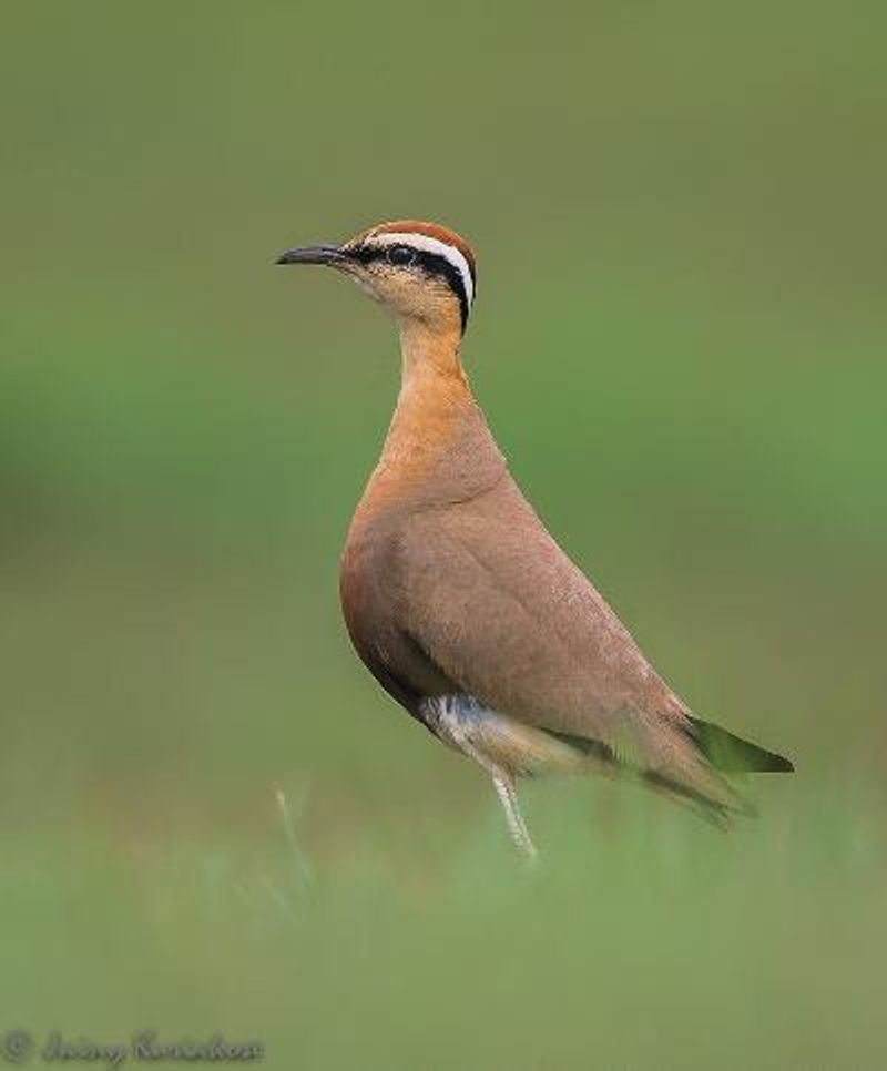 Indian Courser