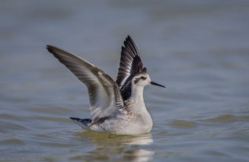 Red necked Phalarope