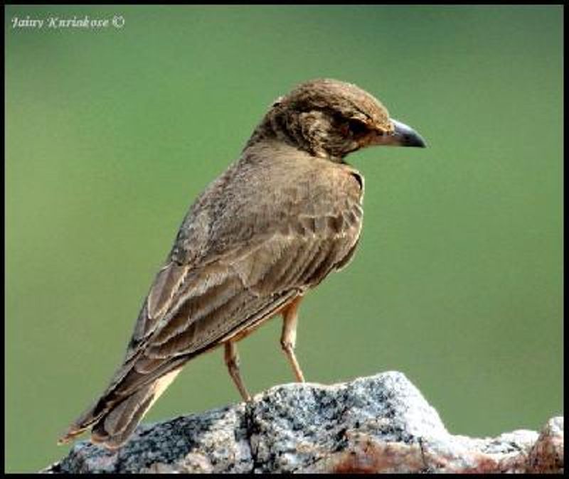 Rufous tailed Lark