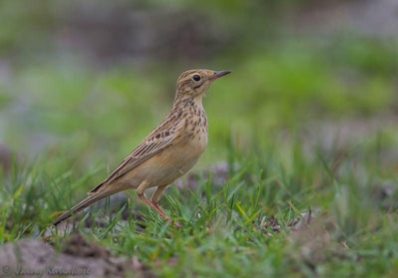 Blyth's Pipit