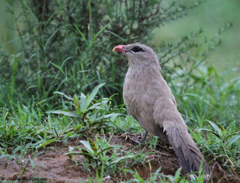 Sirkeer Malkoha