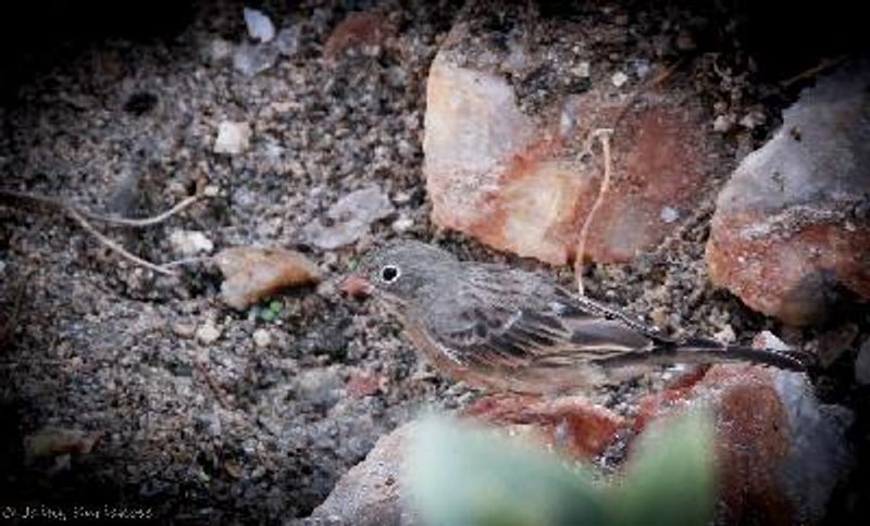 Grey necked Bunting