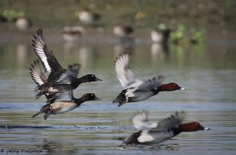 Tufted Duck