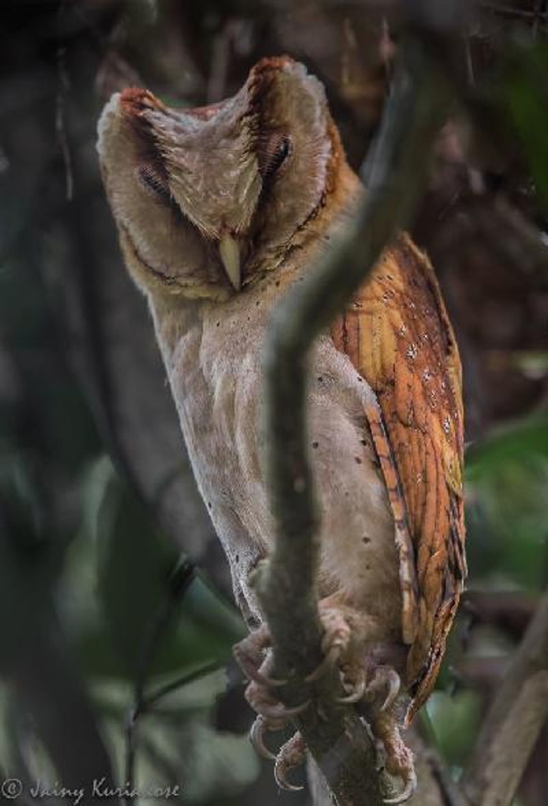 Bay Owl