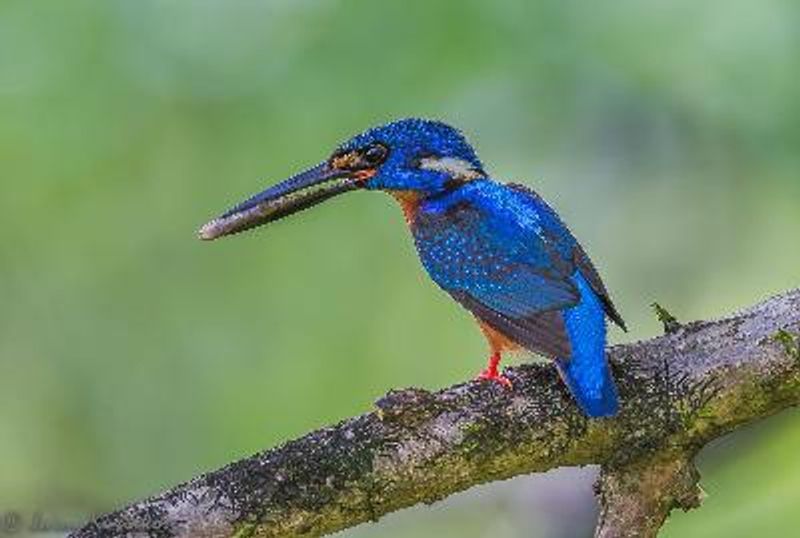 Blue eared Kingfisher