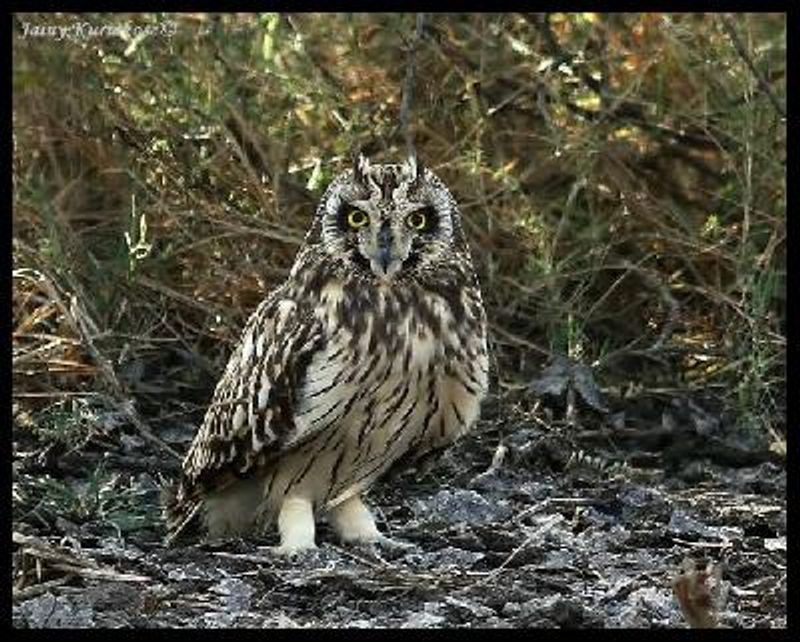 Short eared Owl