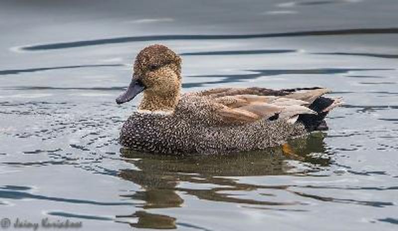 Gadwall