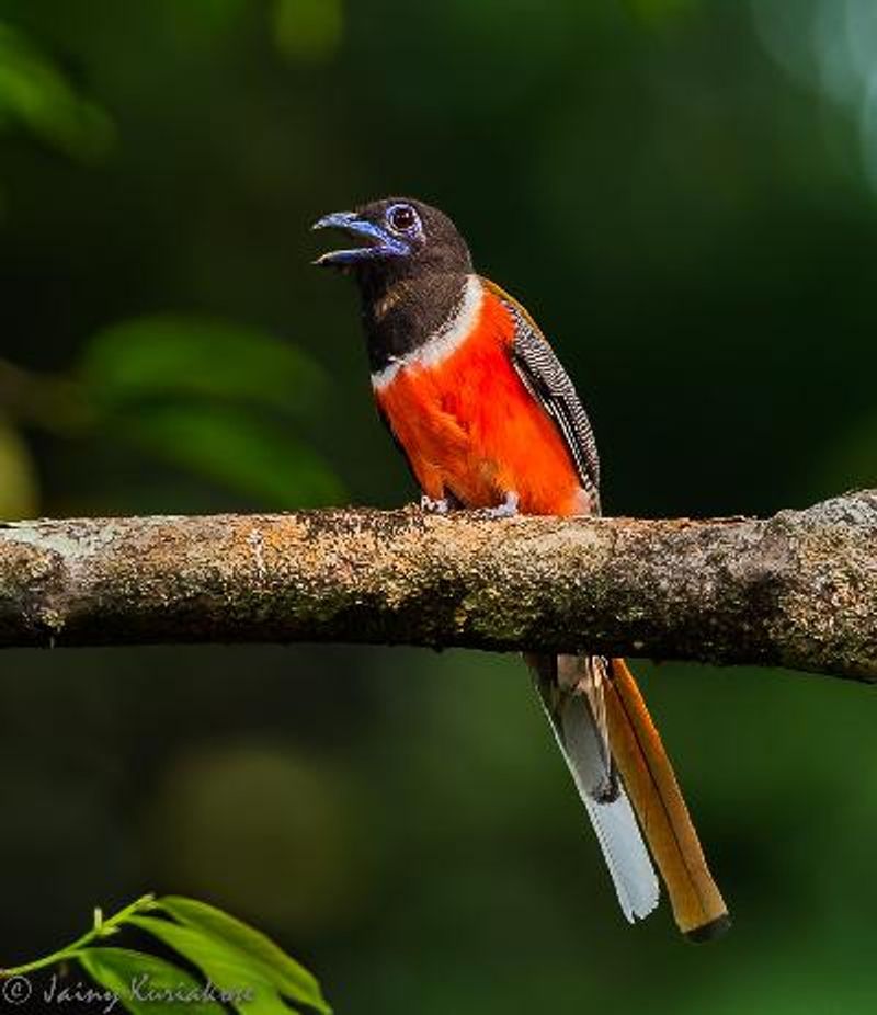 Malabar Trogon