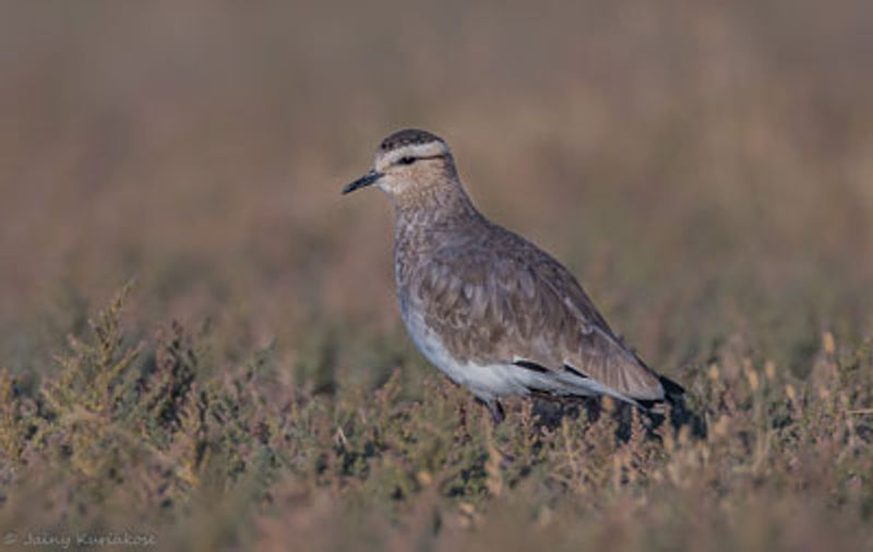 Sociable Lapwing