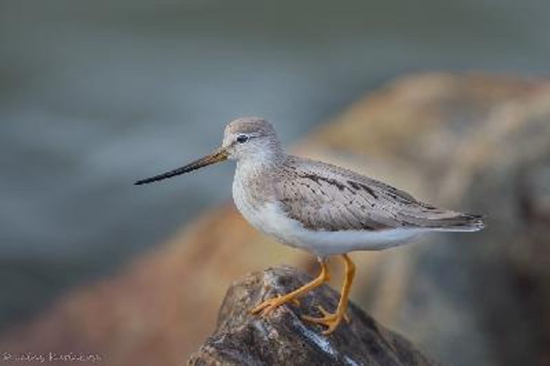 Terek Sandpiper