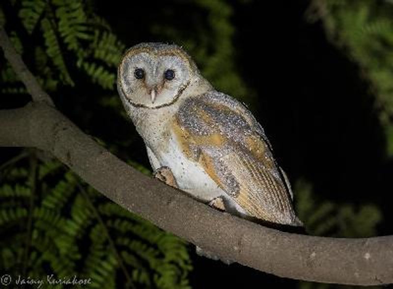 Common Barn Owl