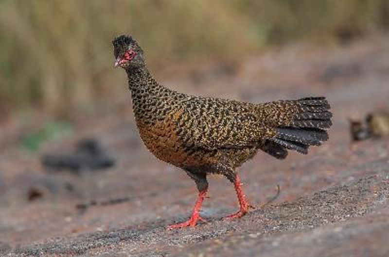 Red Spurfowl