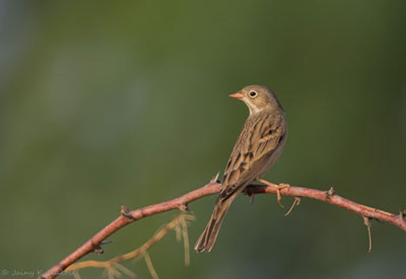 Grey necked Bunting