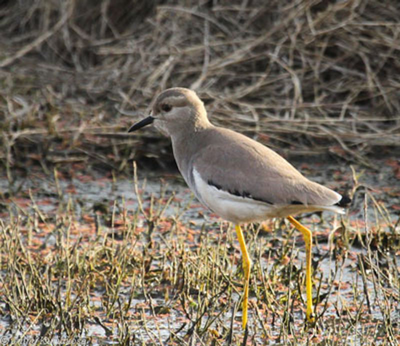 White tailed Lapwing