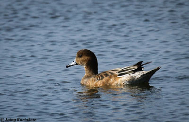 Eurasian Wigeon