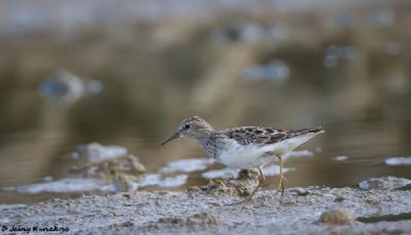 Long toed Stint