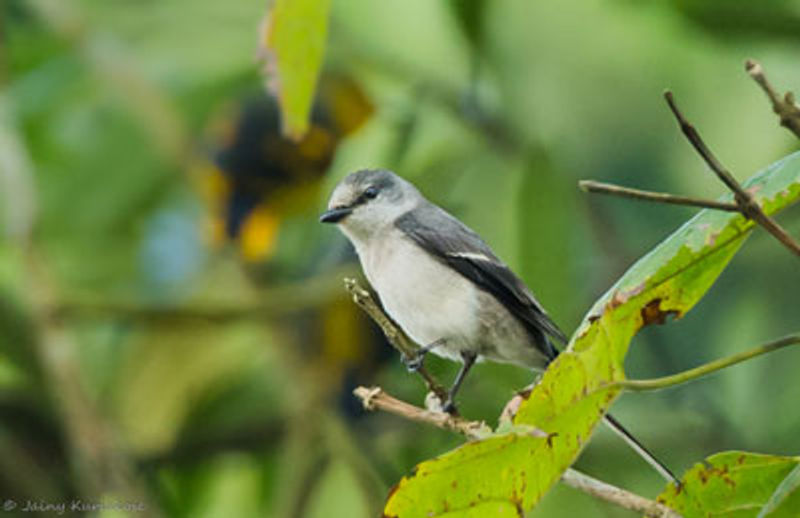 Ashy Minivet