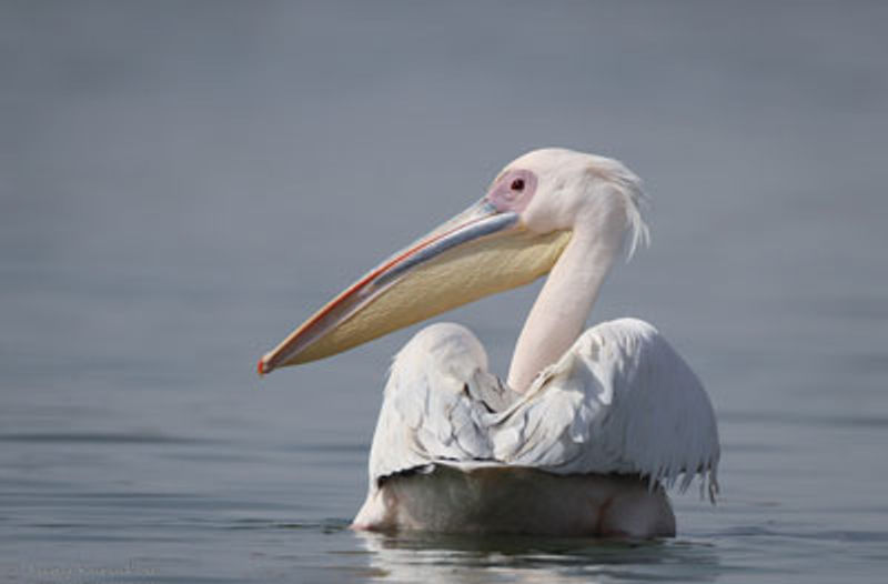 Great White Pelican