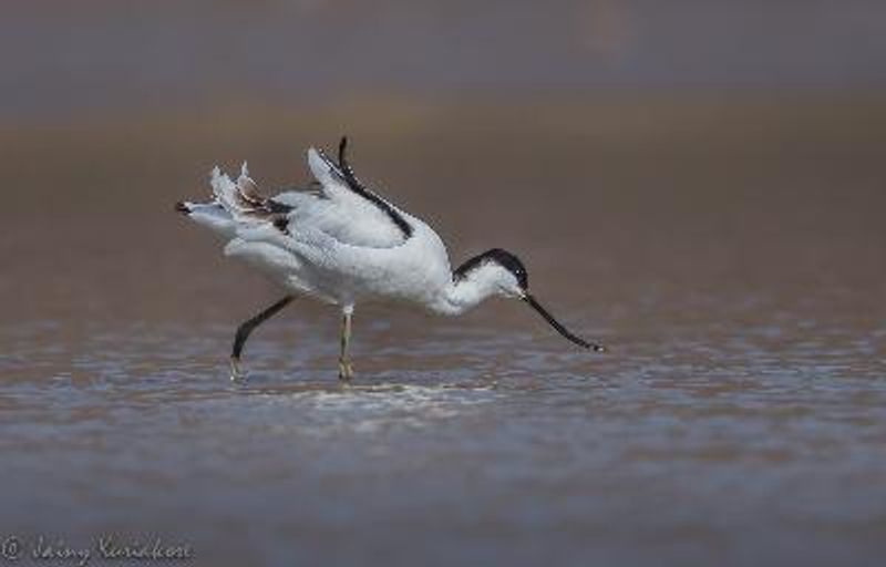 Pied Avocet