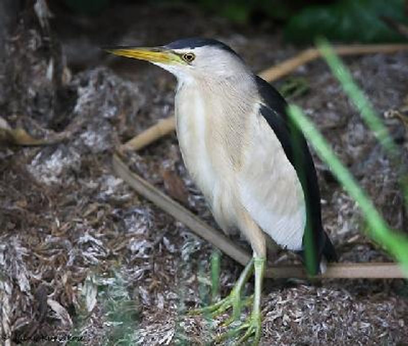 Little Bittern