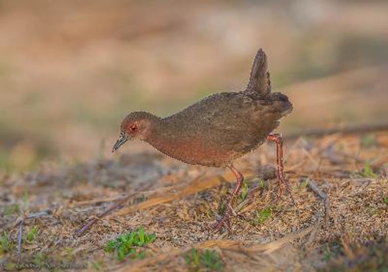 Ruddy breasted Crake