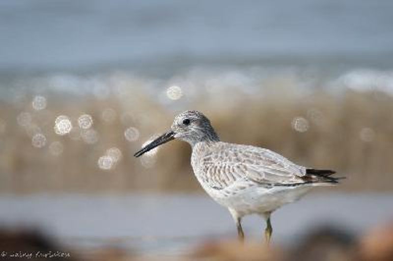 Great Knot