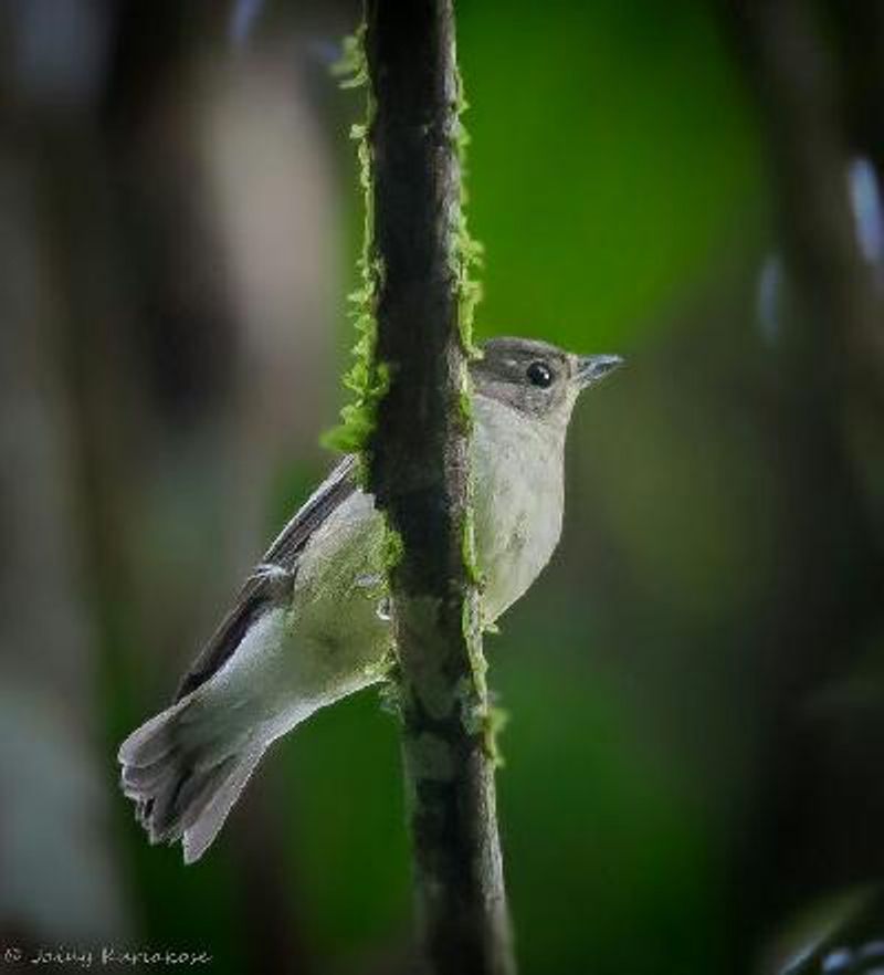 Yellow rumped Flycatcher