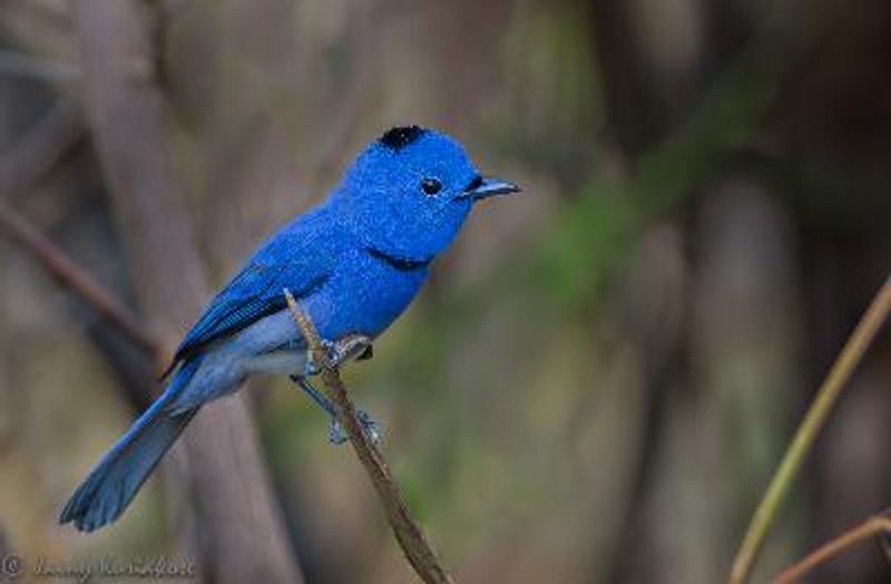 Black naped Monarch