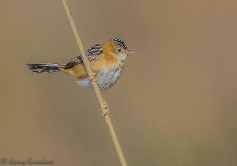 Golden headed Cisticola