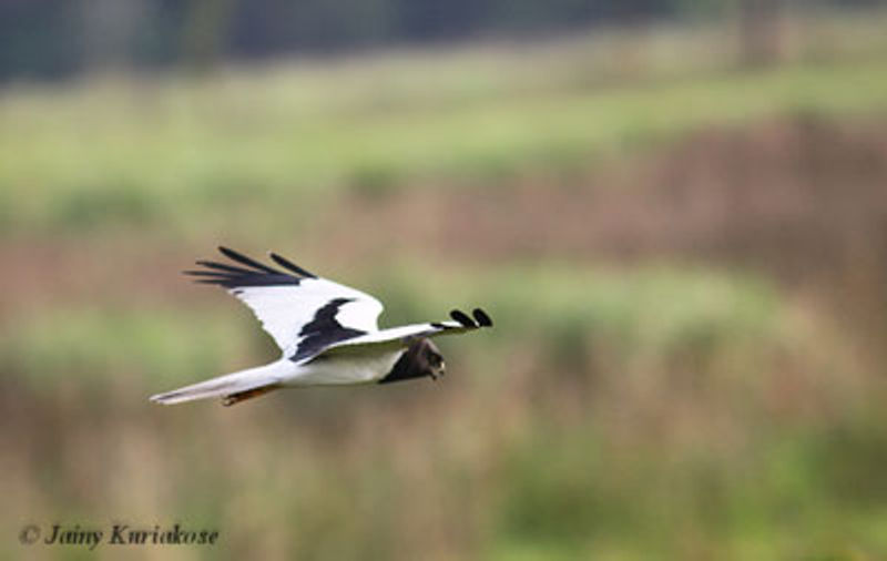Pied Harrier