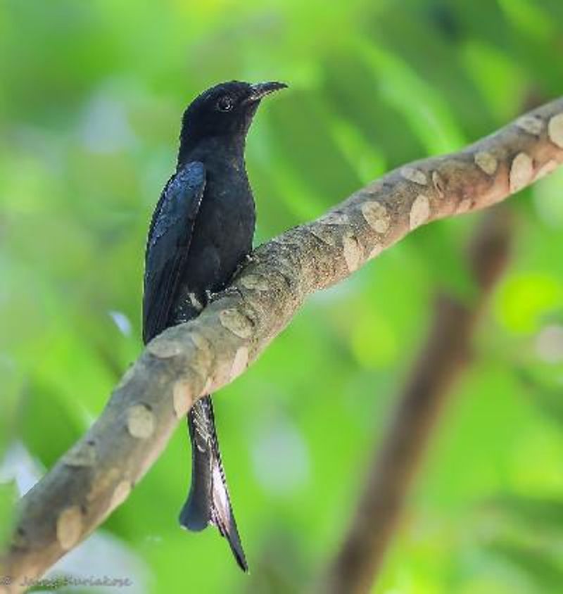 Drongo Cuckoo