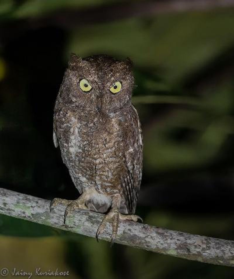 Indian Scops Owl