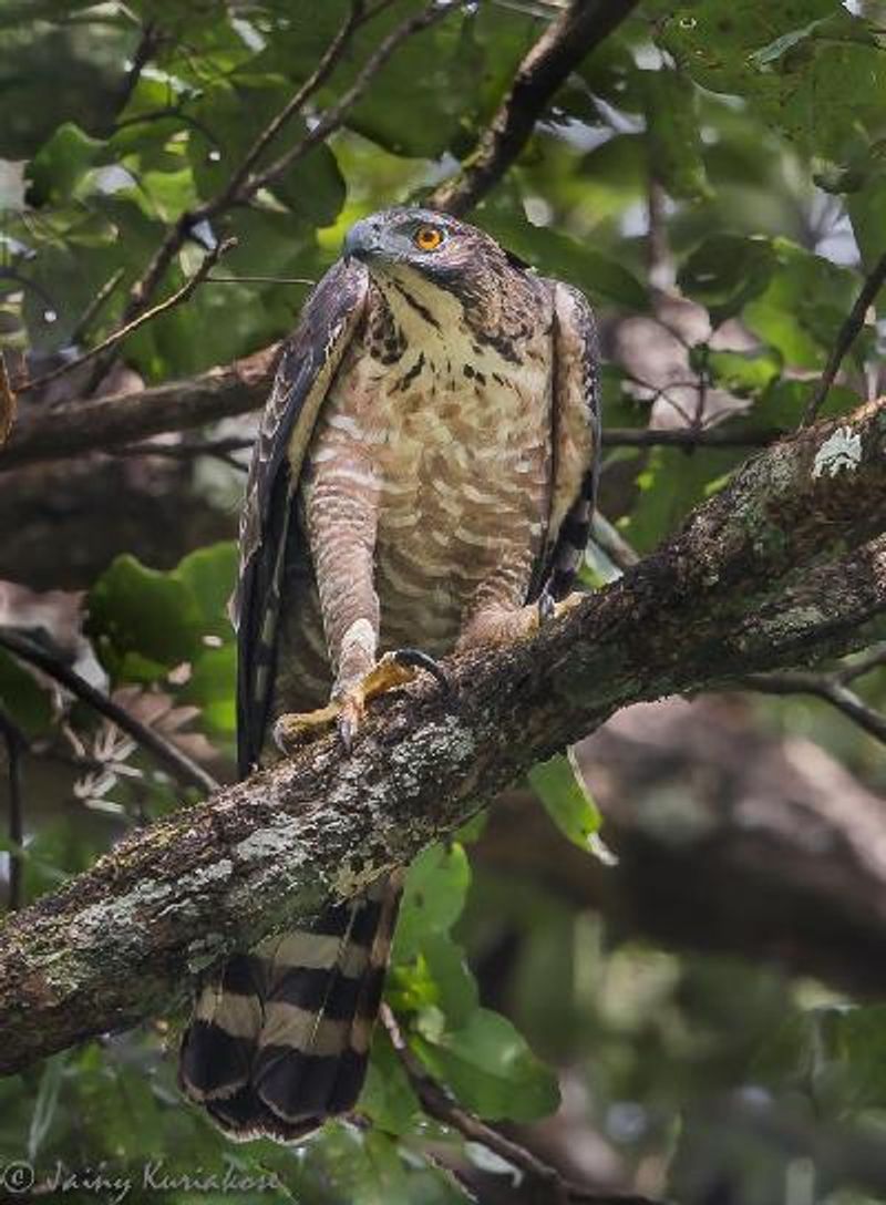 Legge's Hawk Eagle