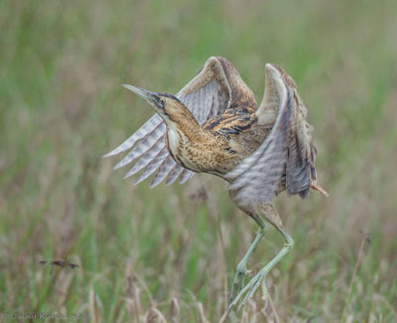 Great Bittern