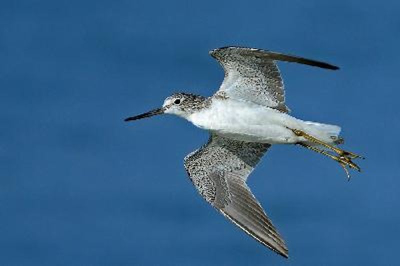 Common Greenshank