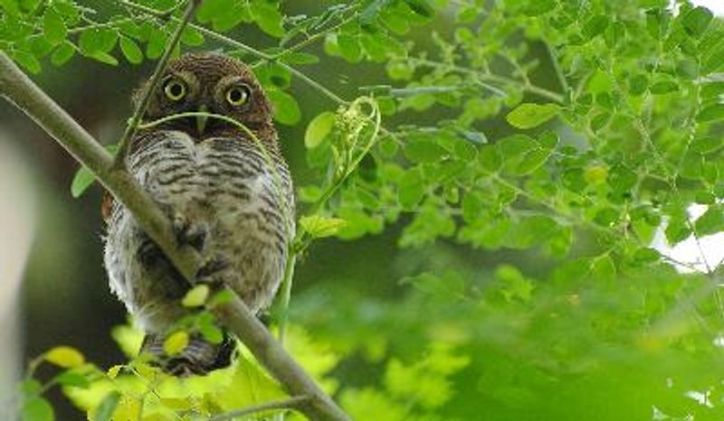 Jungle Owlet