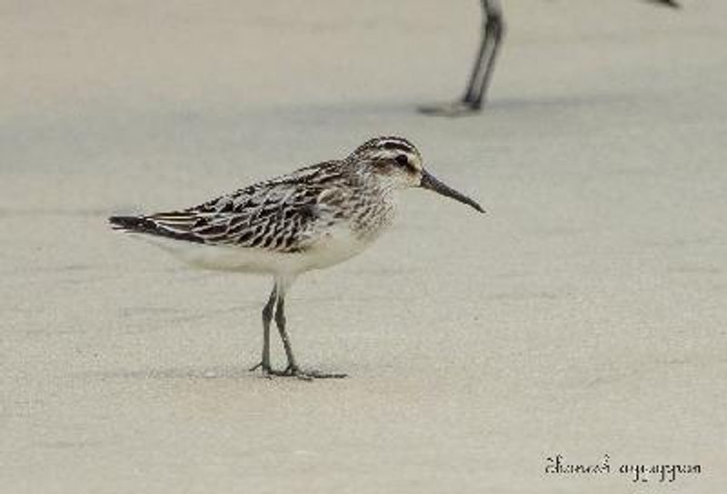 Broad billed Sandpiper