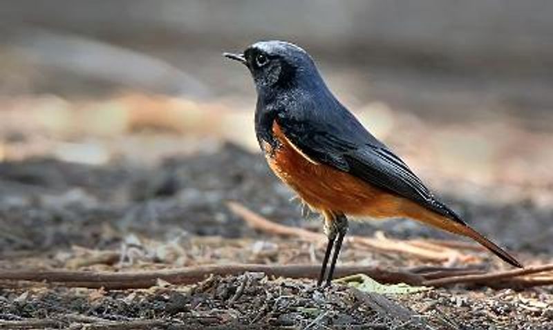 Black Redstart