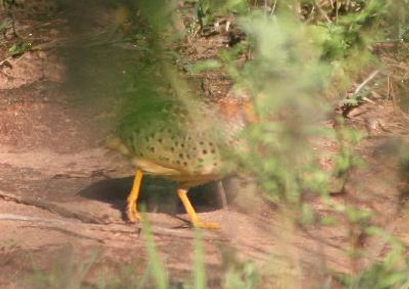 Yellow legged Buttonquail