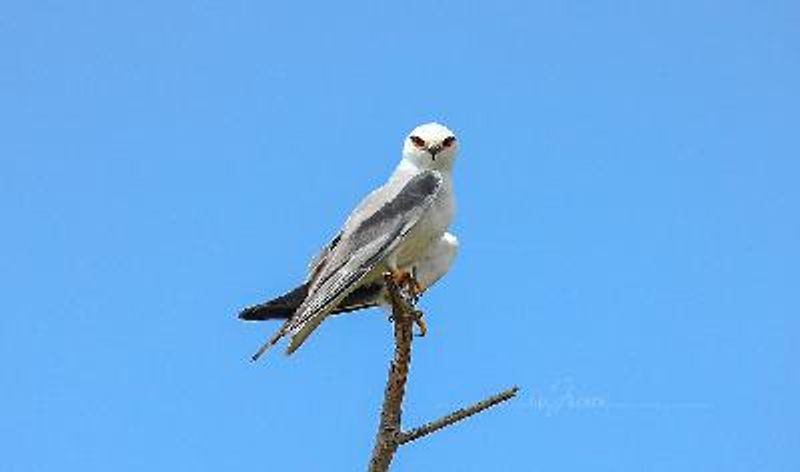 Black winged Kite