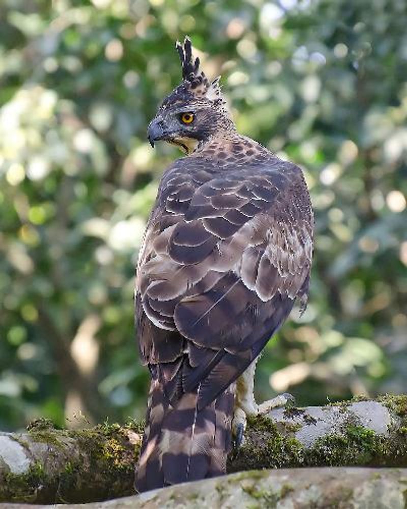 Legge's Hawk Eagle