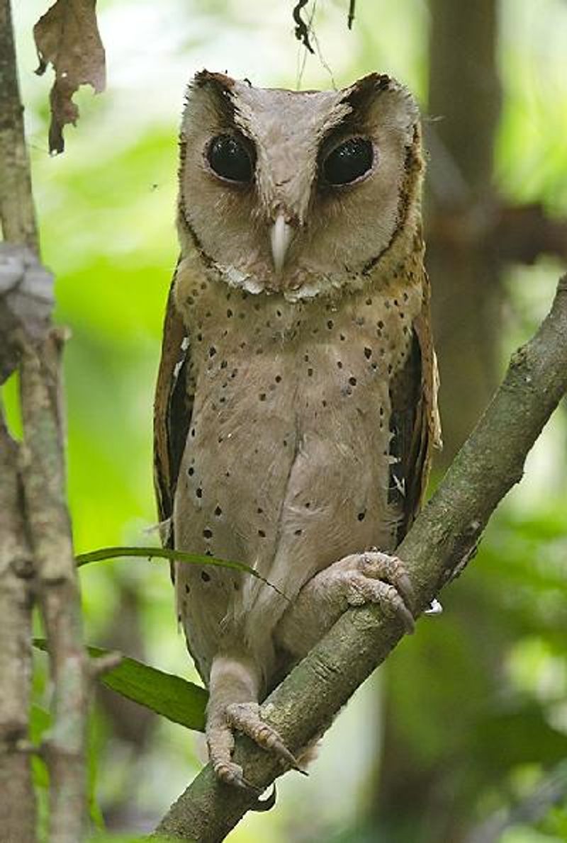 Bay Owl