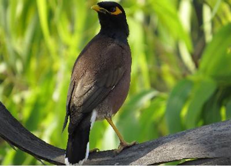 Common Myna