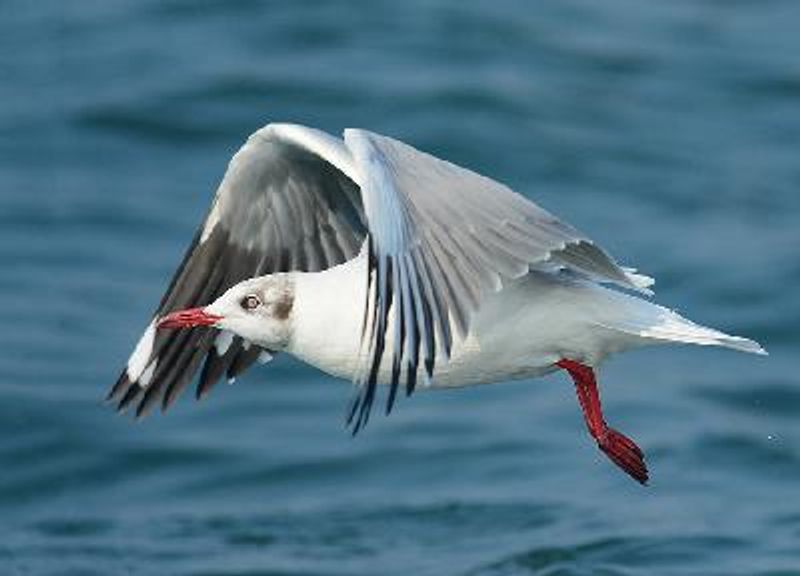 Brown headed Gull