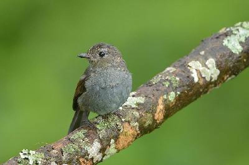 Nilgiri Flycatcher